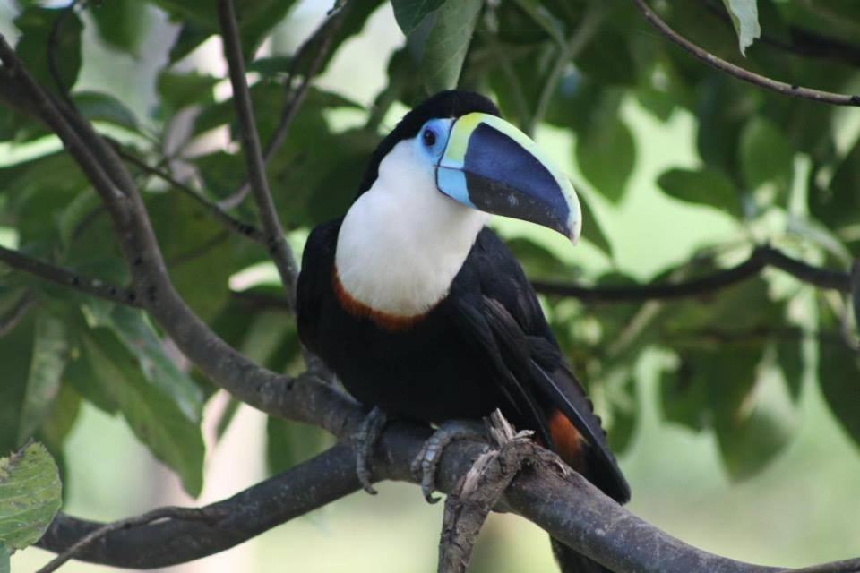 Jacamar Lodge Expeditions Iquitos Kültér fotó
