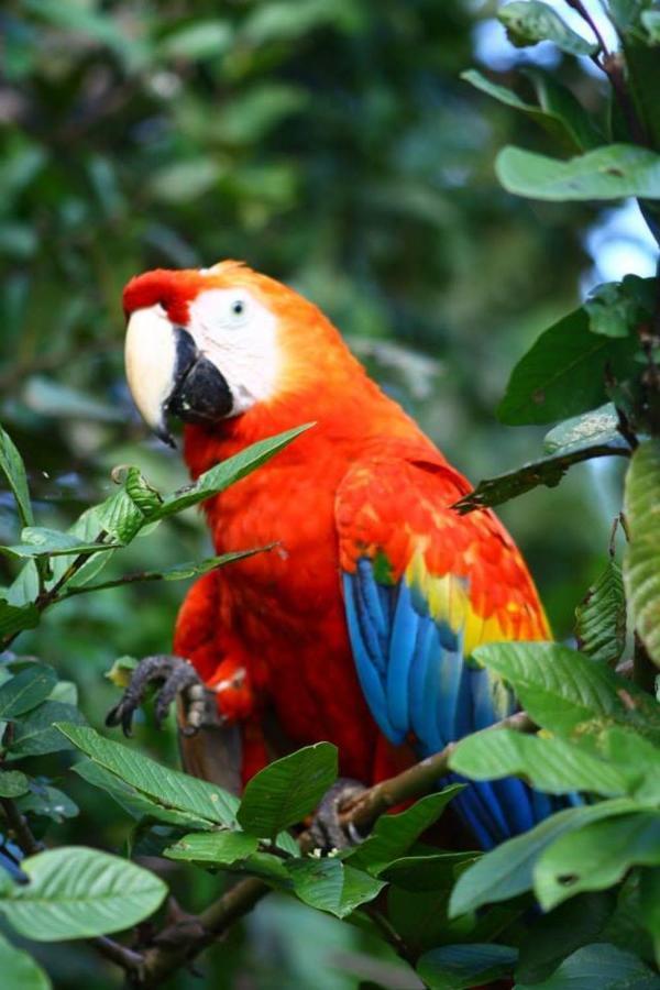 Jacamar Lodge Expeditions Iquitos Kültér fotó